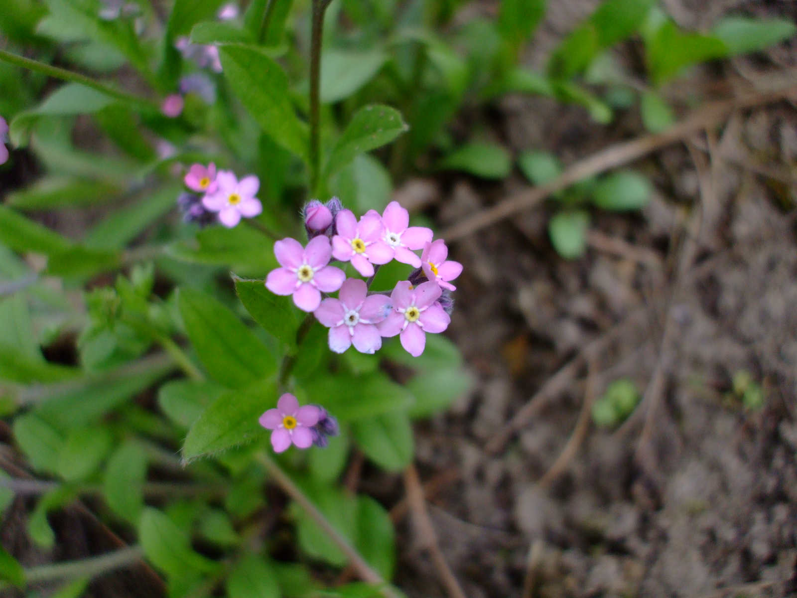 Myosotis alpestris rosea